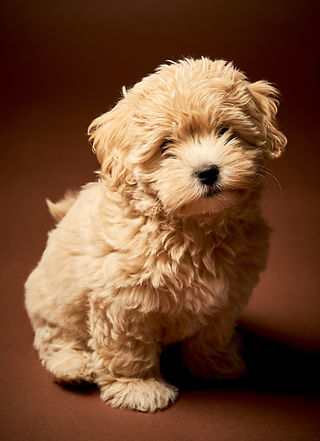 maltipoo puppies california
