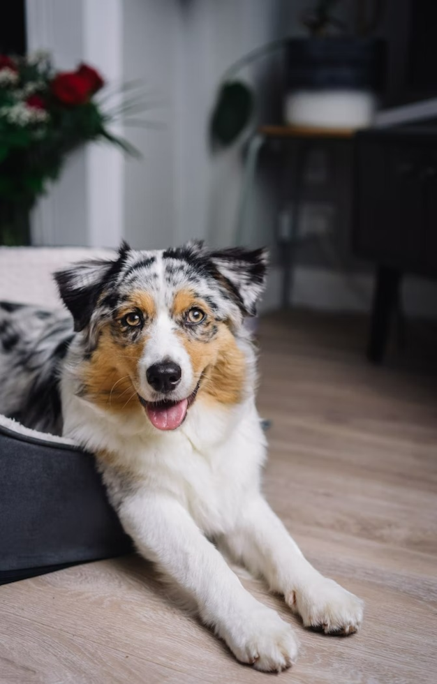 australian shepherd breeders florida