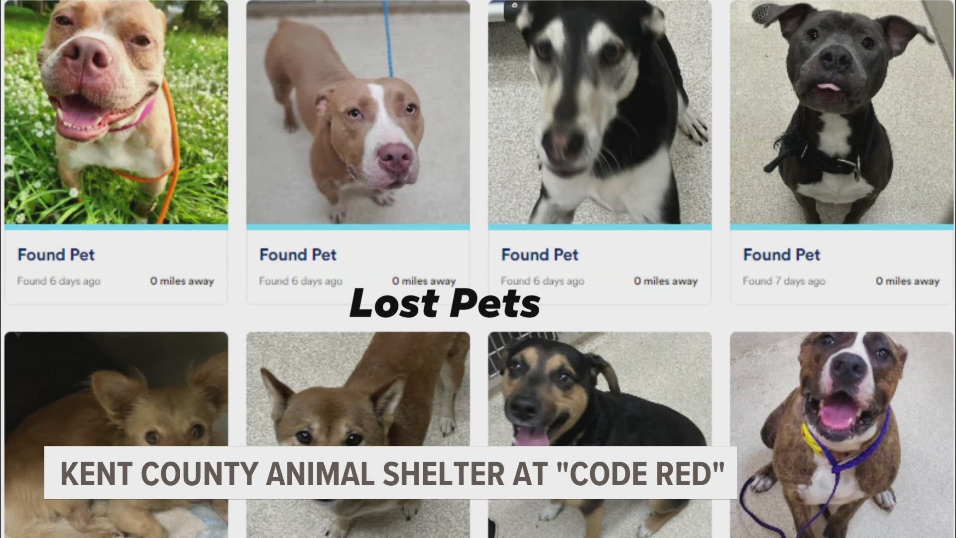 dogs found in my area