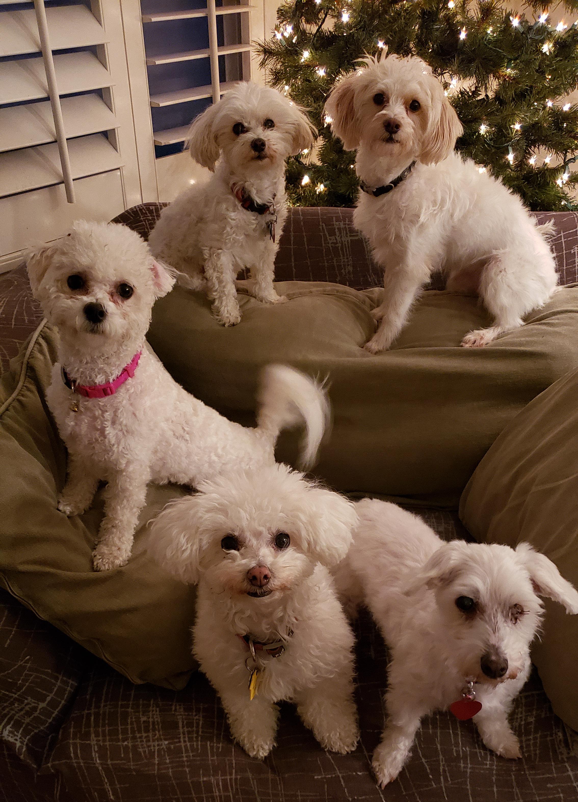 bichon frise maltipoo mix