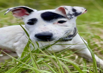 pet pal animal shelter photos