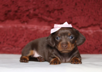 dachshund breeders in ohio