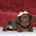 dachshund breeders in ohio