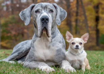 chihuahua and great dane