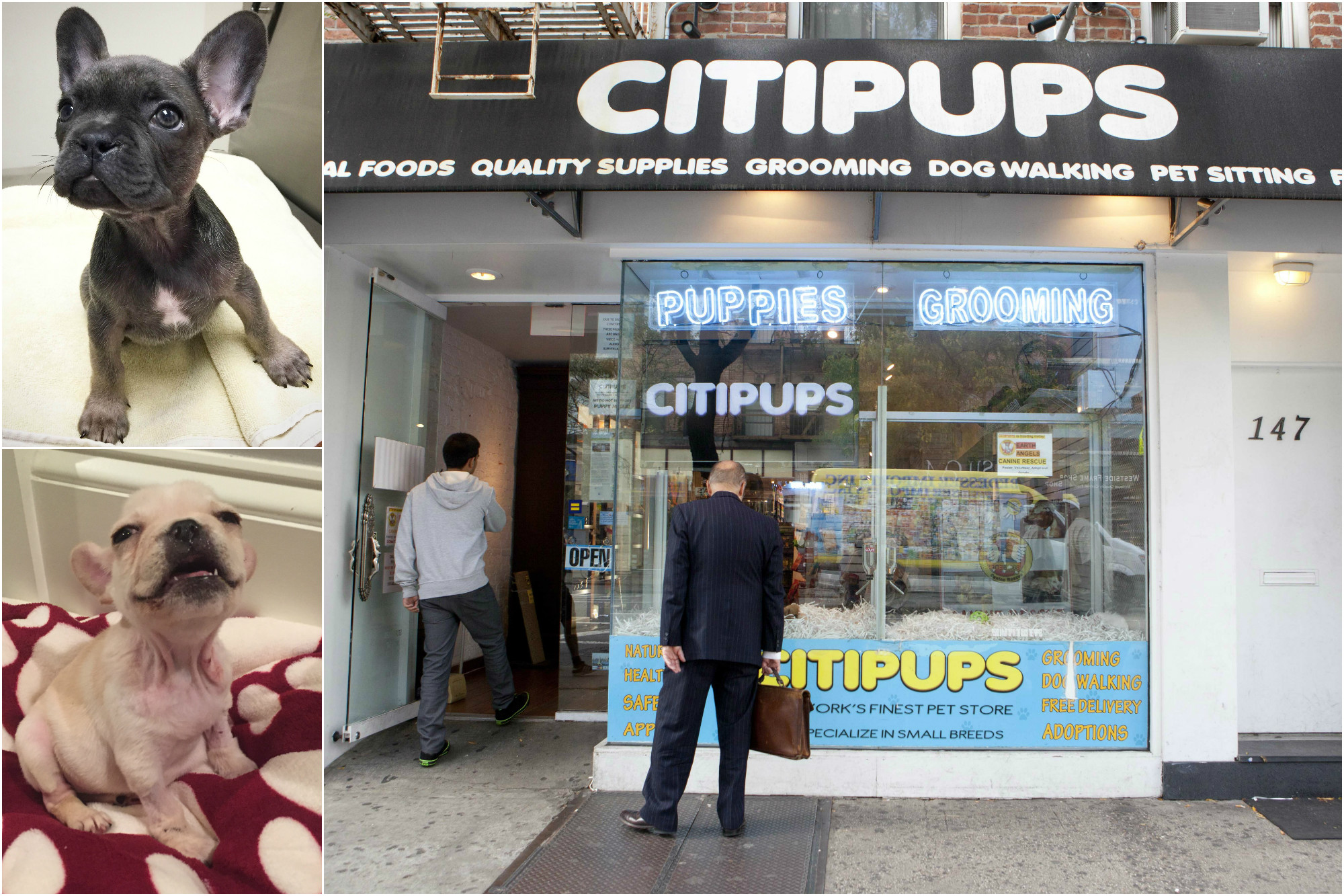 puppy stores nyc