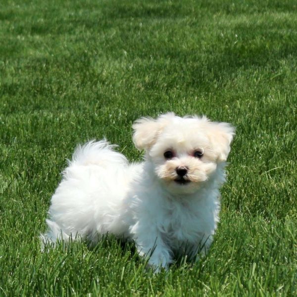 bichon frise maltipoo mix