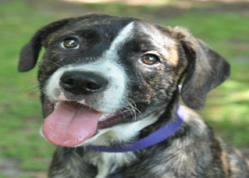 aussie pitbull mix puppies