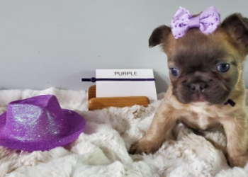 french bulldog breeders in nj