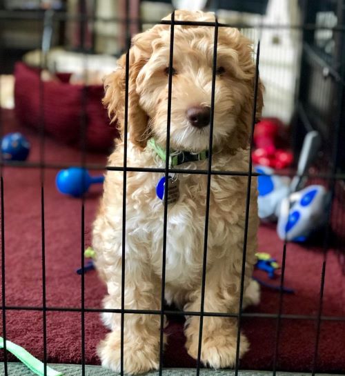 labradoodle rescue texas