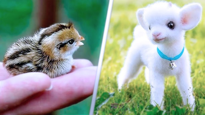 cute pet animals