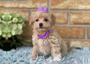maltipoo puppies for sale in texas