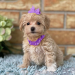 maltipoo puppies for sale in texas