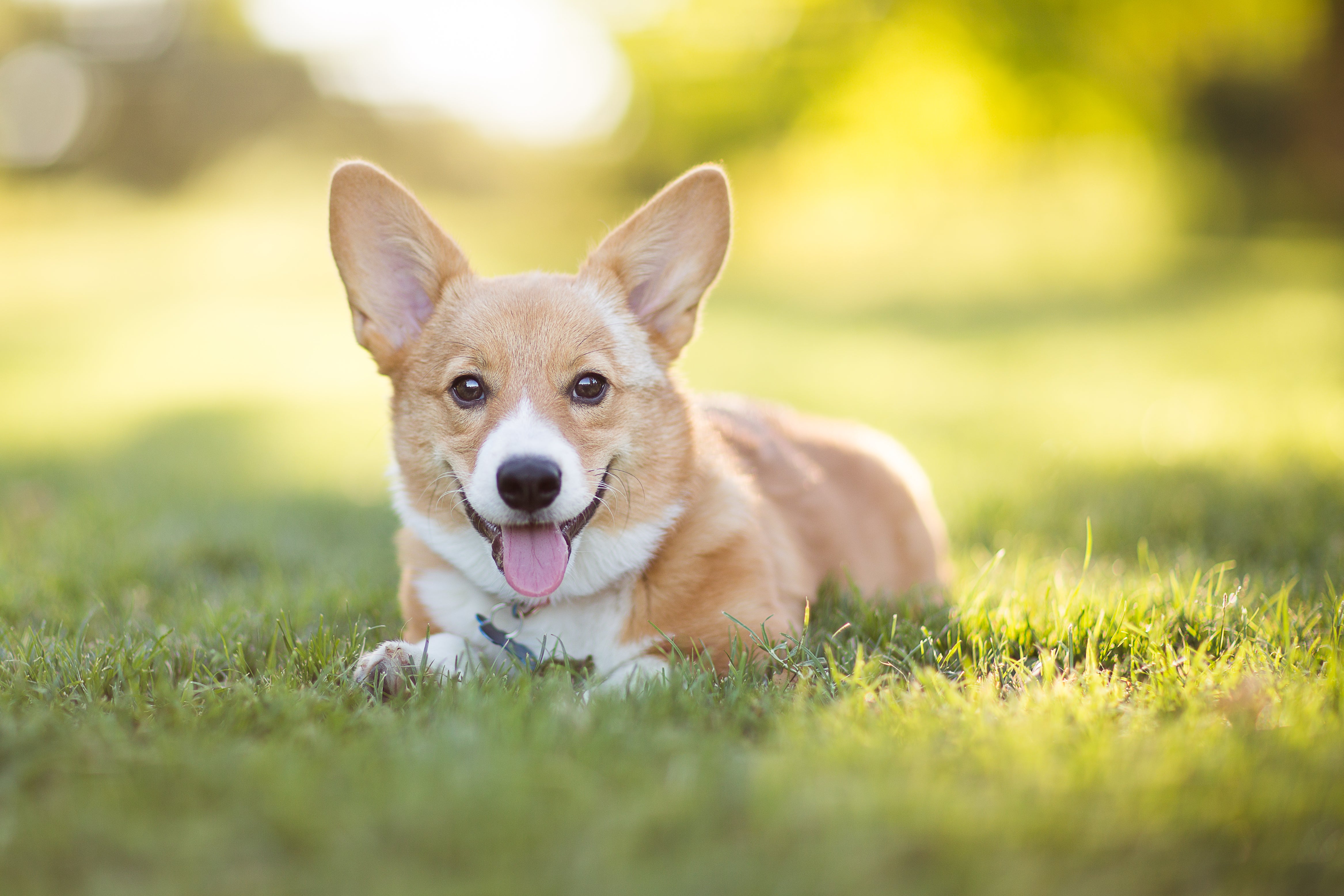corgi adoption near me