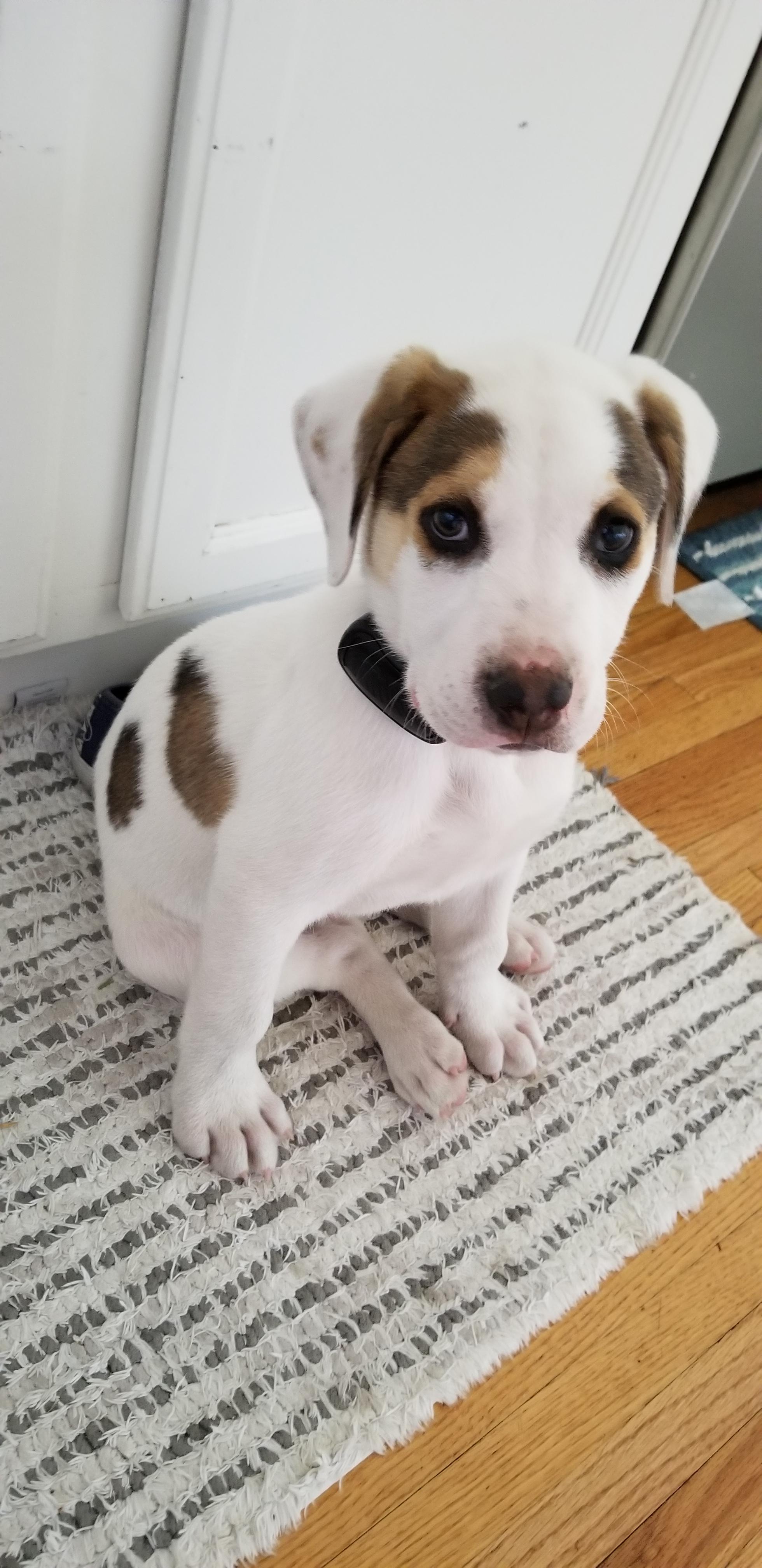 aussie pitbull mix puppies