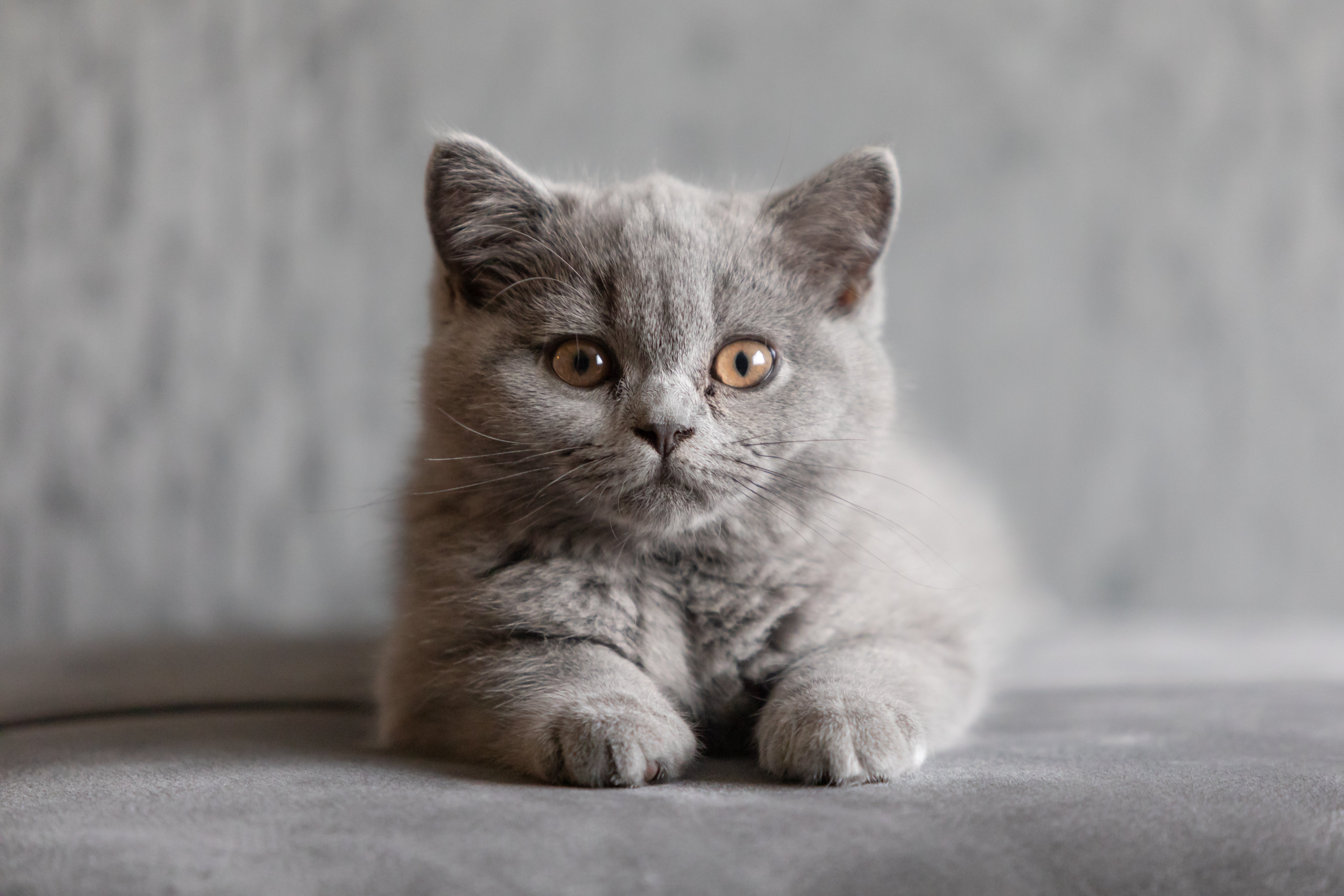 petfinder british shorthair