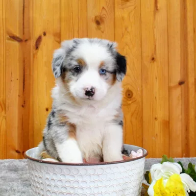 australian shepherd breeders florida