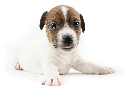 puppies for adoption in nj