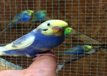 budgie breeders