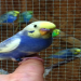 budgie breeders