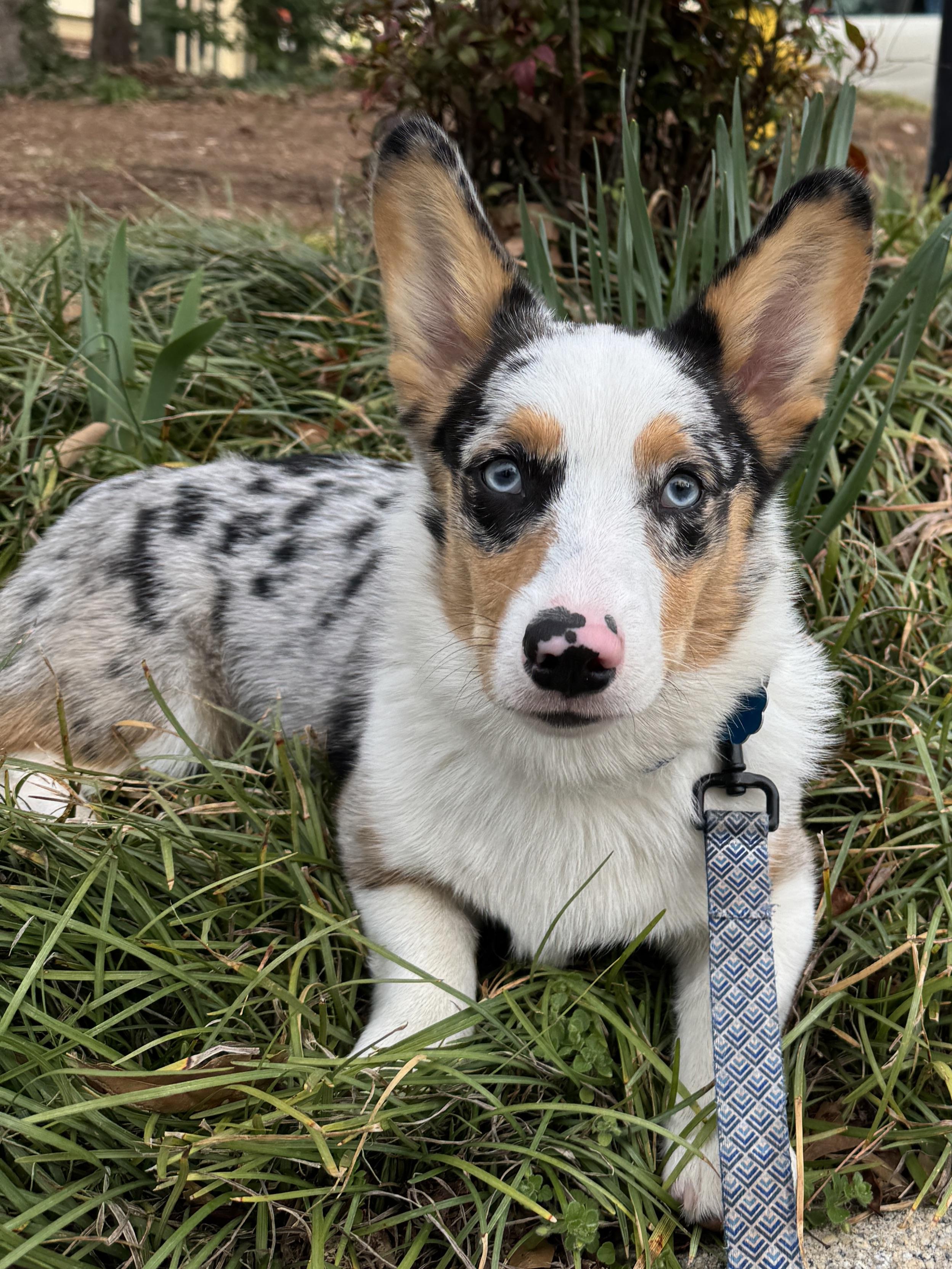 blue merle corgis