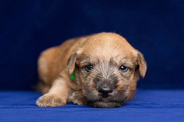 wheaten puppies for sale