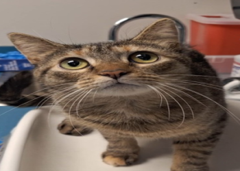 animal shelters accepting cats