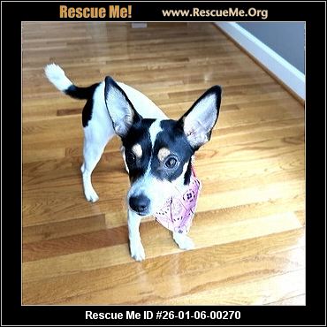 jack russell terrier rescue virginia