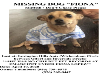 chihuahua craigslist pets