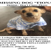 chihuahua craigslist pets