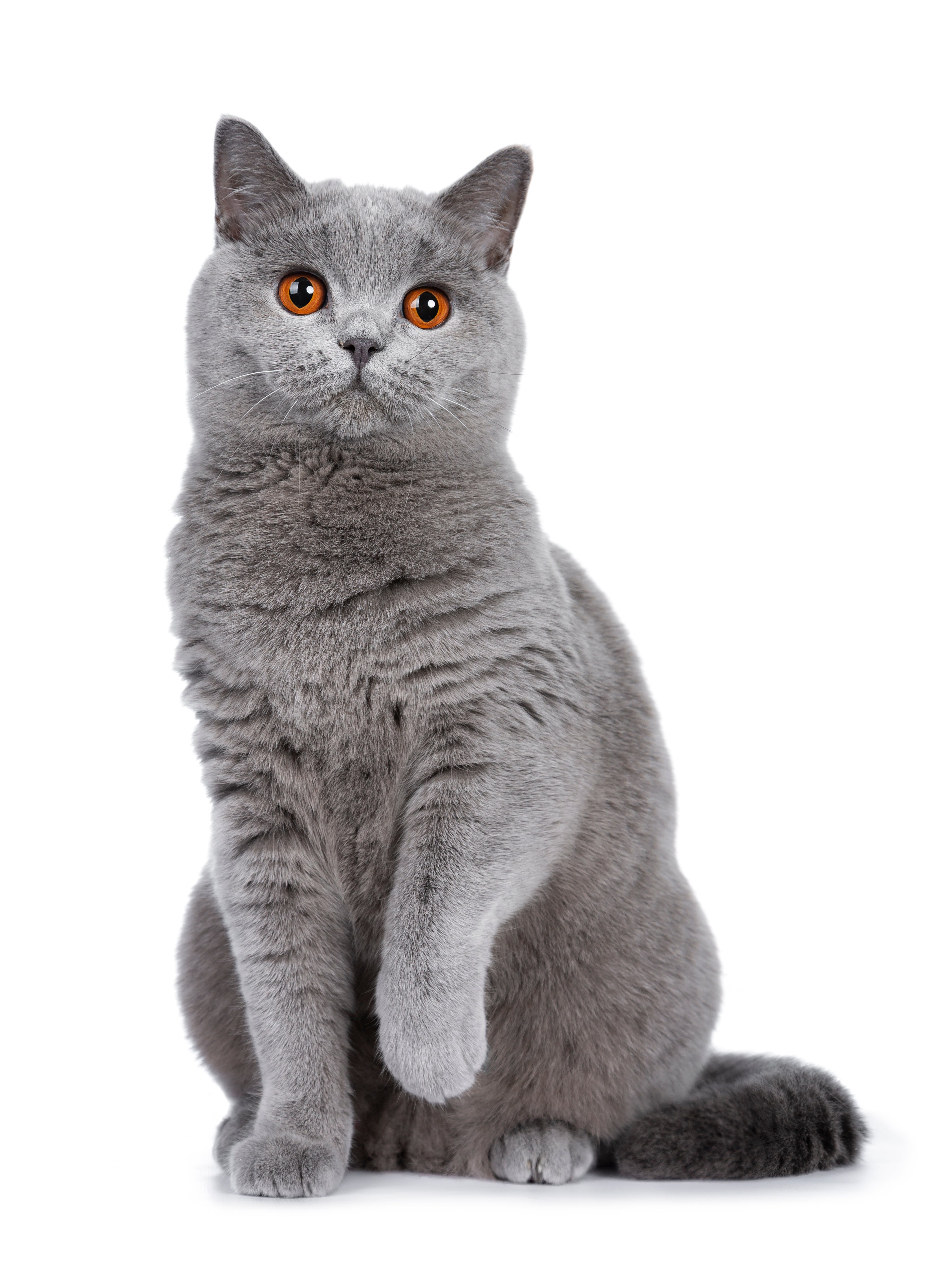 petfinder british shorthair
