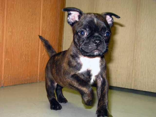 boston terrier pug mix puppies for sale near me