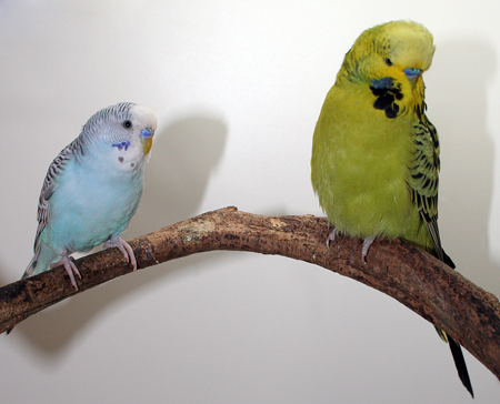budgie breeders
