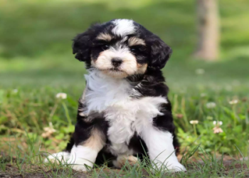 bernedoodle price near me