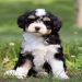 bernedoodle price near me
