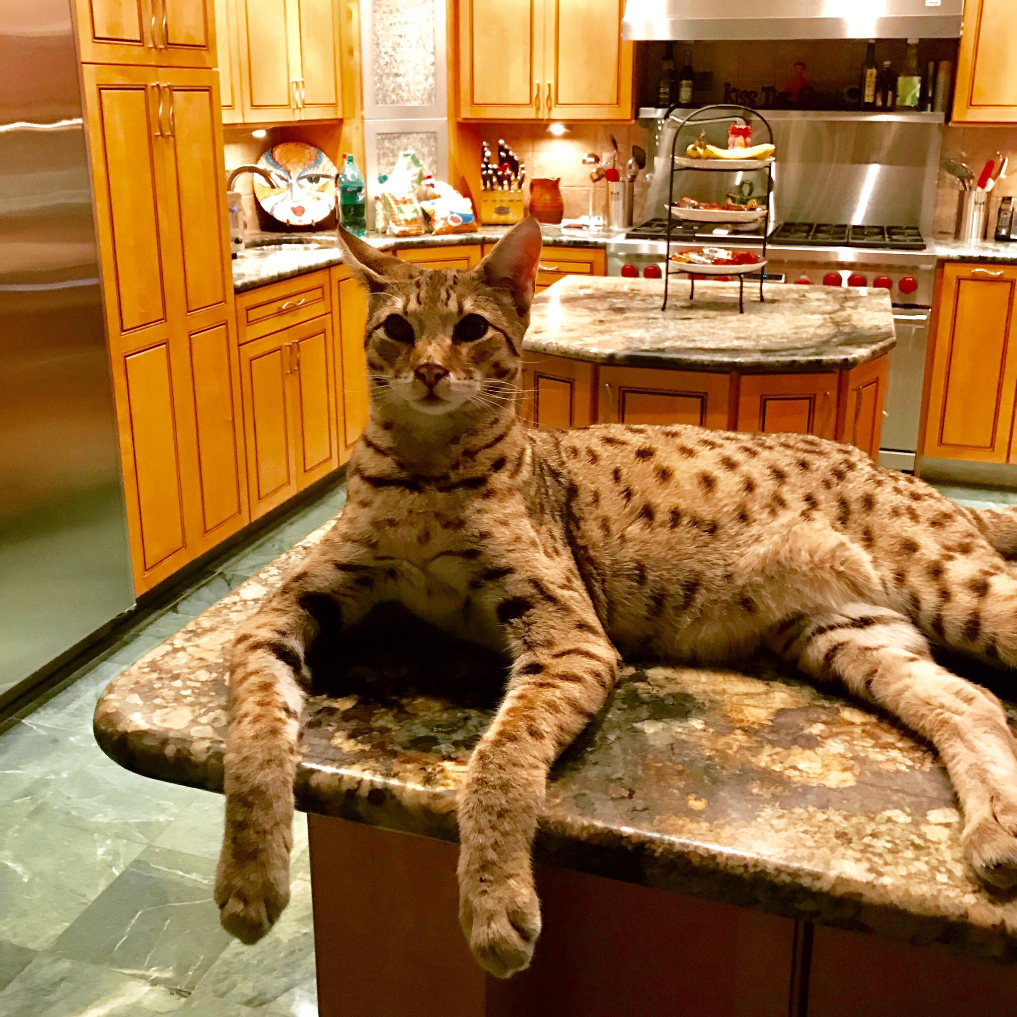 largest cats you can own