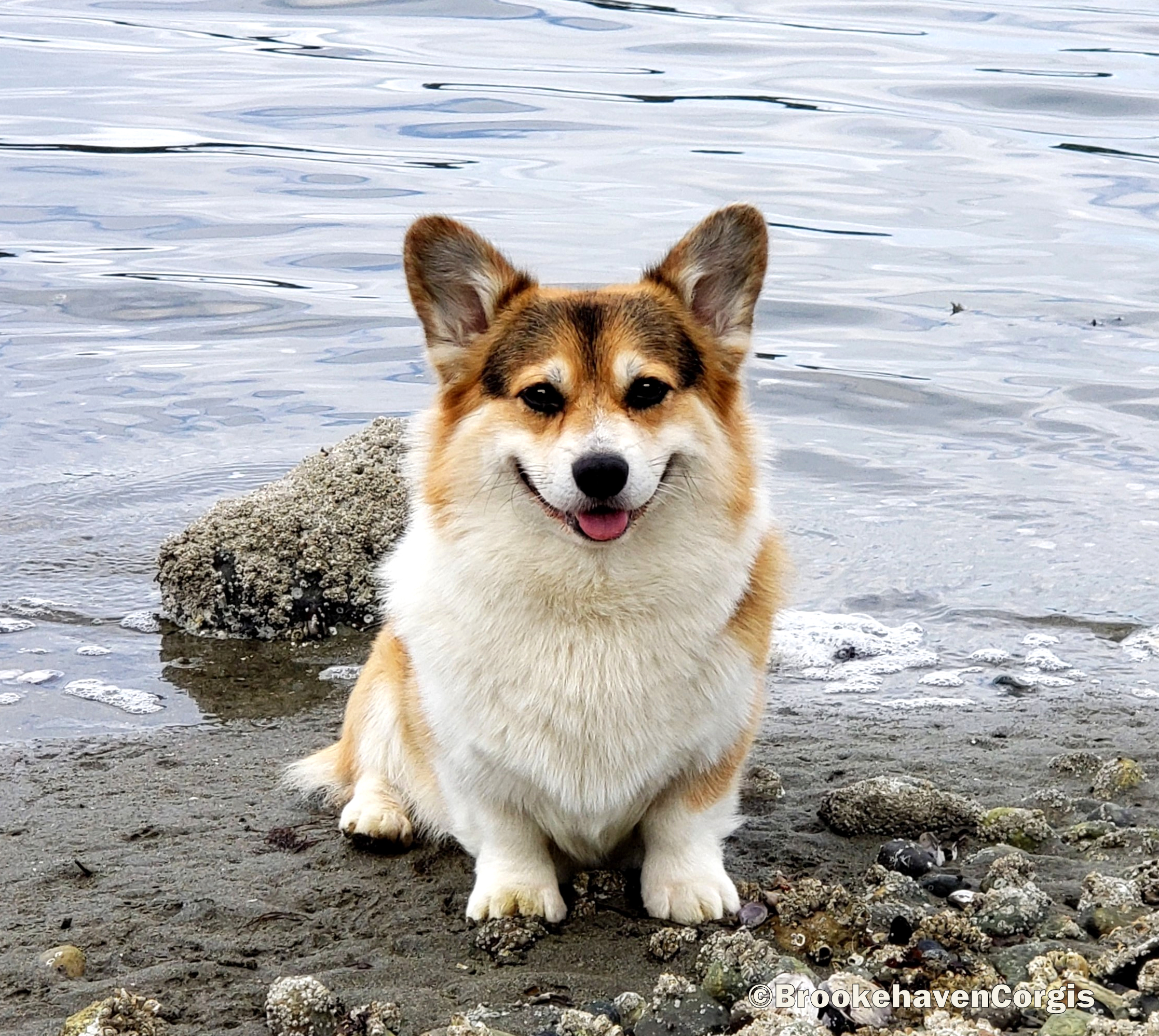 corgi breeders washington