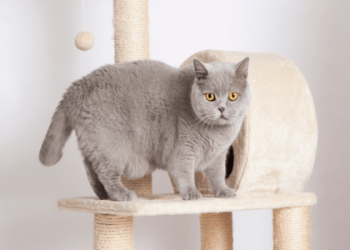 petfinder british shorthair