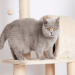 petfinder british shorthair