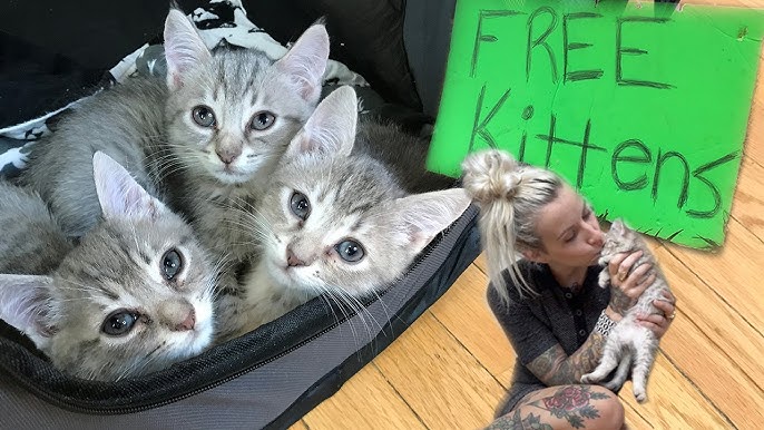 looking for free kittens