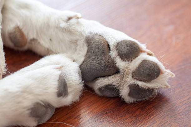 labrador retriever paw print
