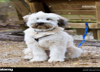 wheaten puppies for sale