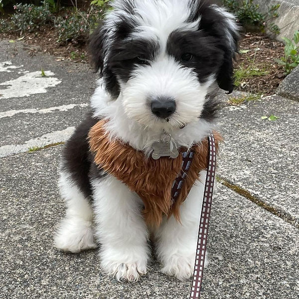 sheepadoodle puppies near me
