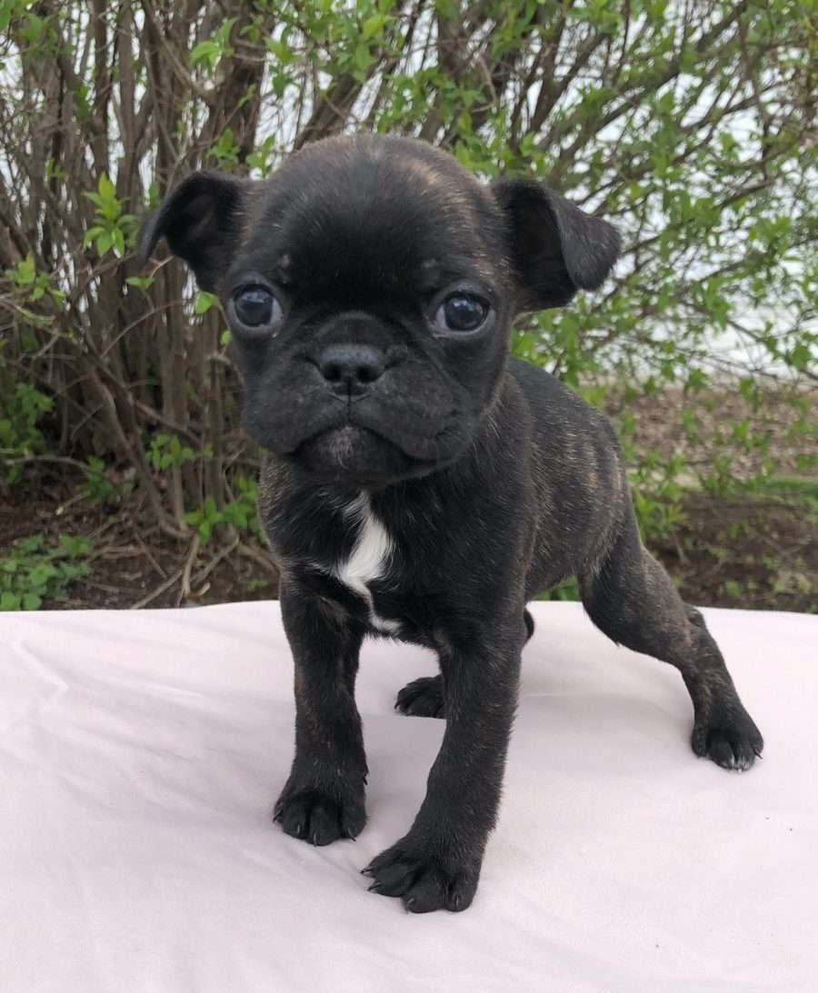 boston terrier pug mix puppies for sale near me
