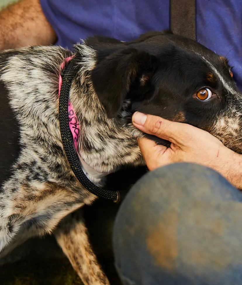 dogs found in my area