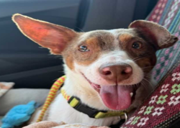 jack russell terrier rescue virginia