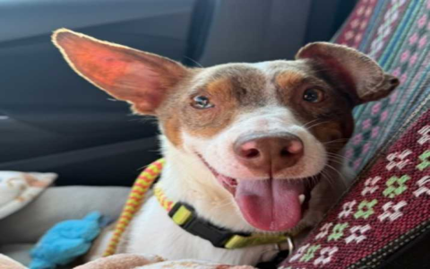 jack russell terrier rescue virginia