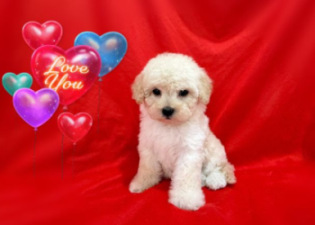 maltipoo puppies california