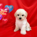 maltipoo puppies california