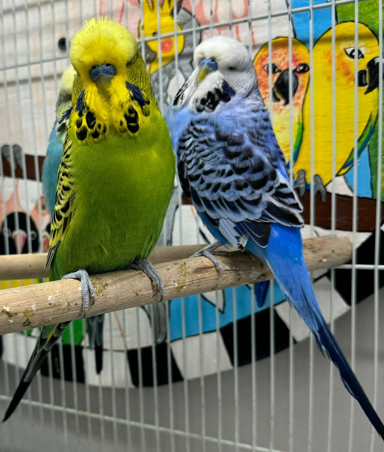 budgie breeders