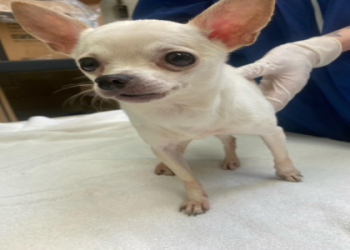 pa spca philadelphia